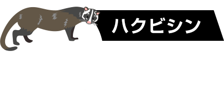 ハクビシン